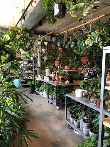 Plant Supplying Services