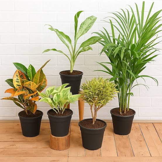DECORATIVE & INTERIOR PLANTS