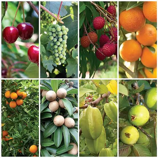 FRUIT PLANTS