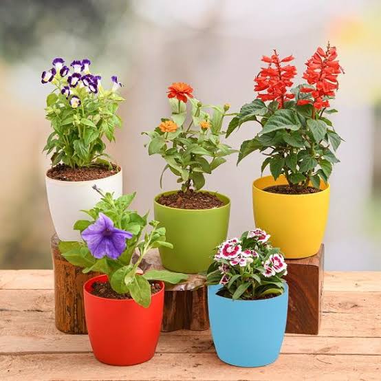 FLOWER PLANTS