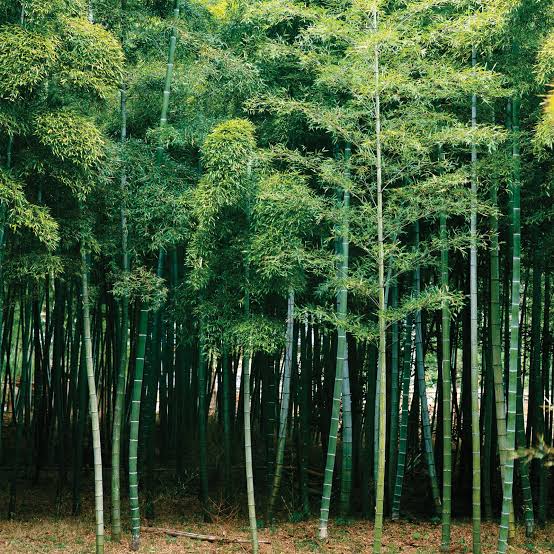 TREES & BAMBOOS