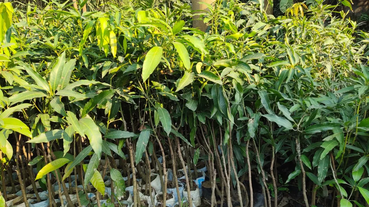 Mango