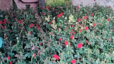 Gulab Plants