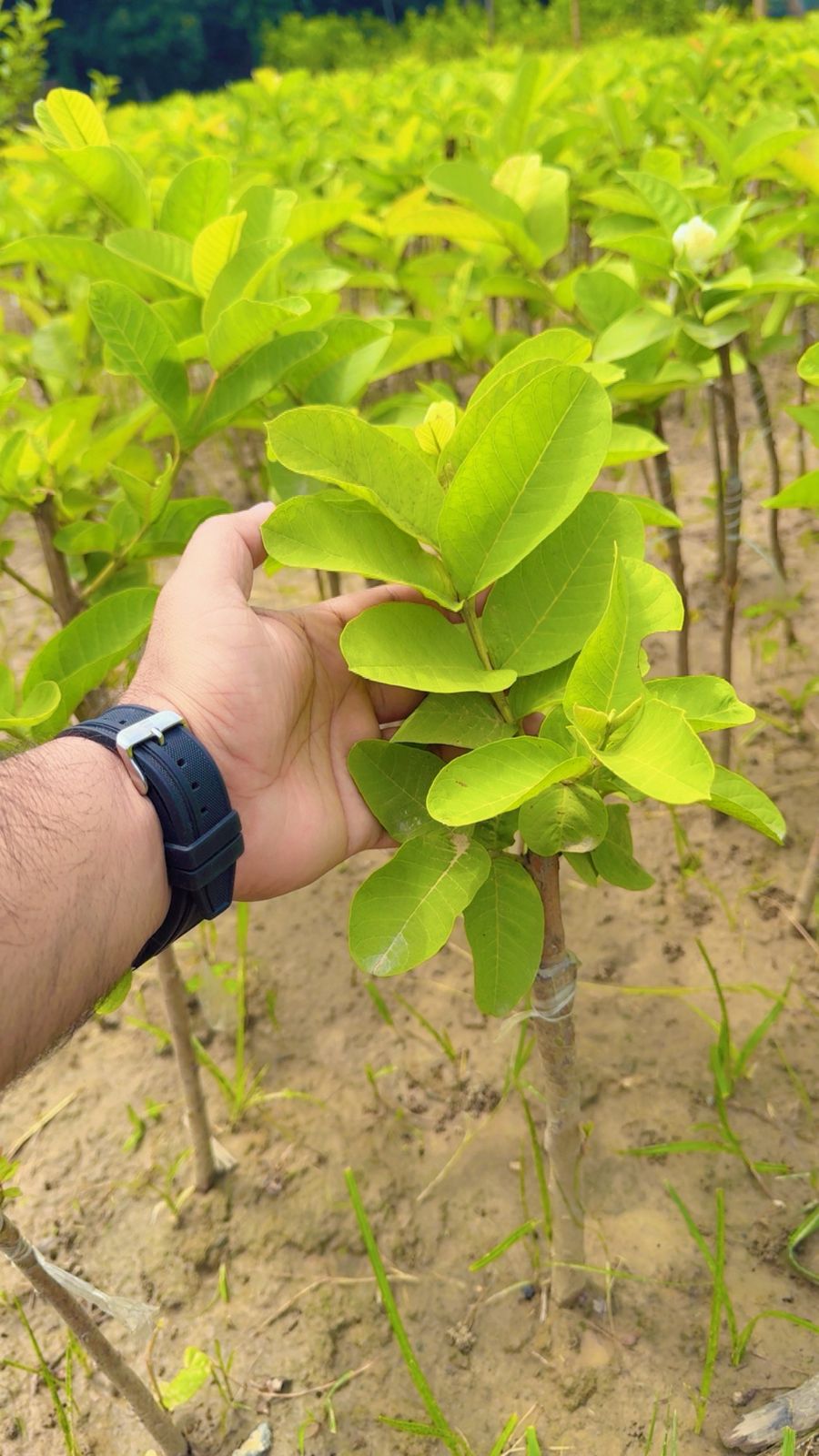 GUAVA