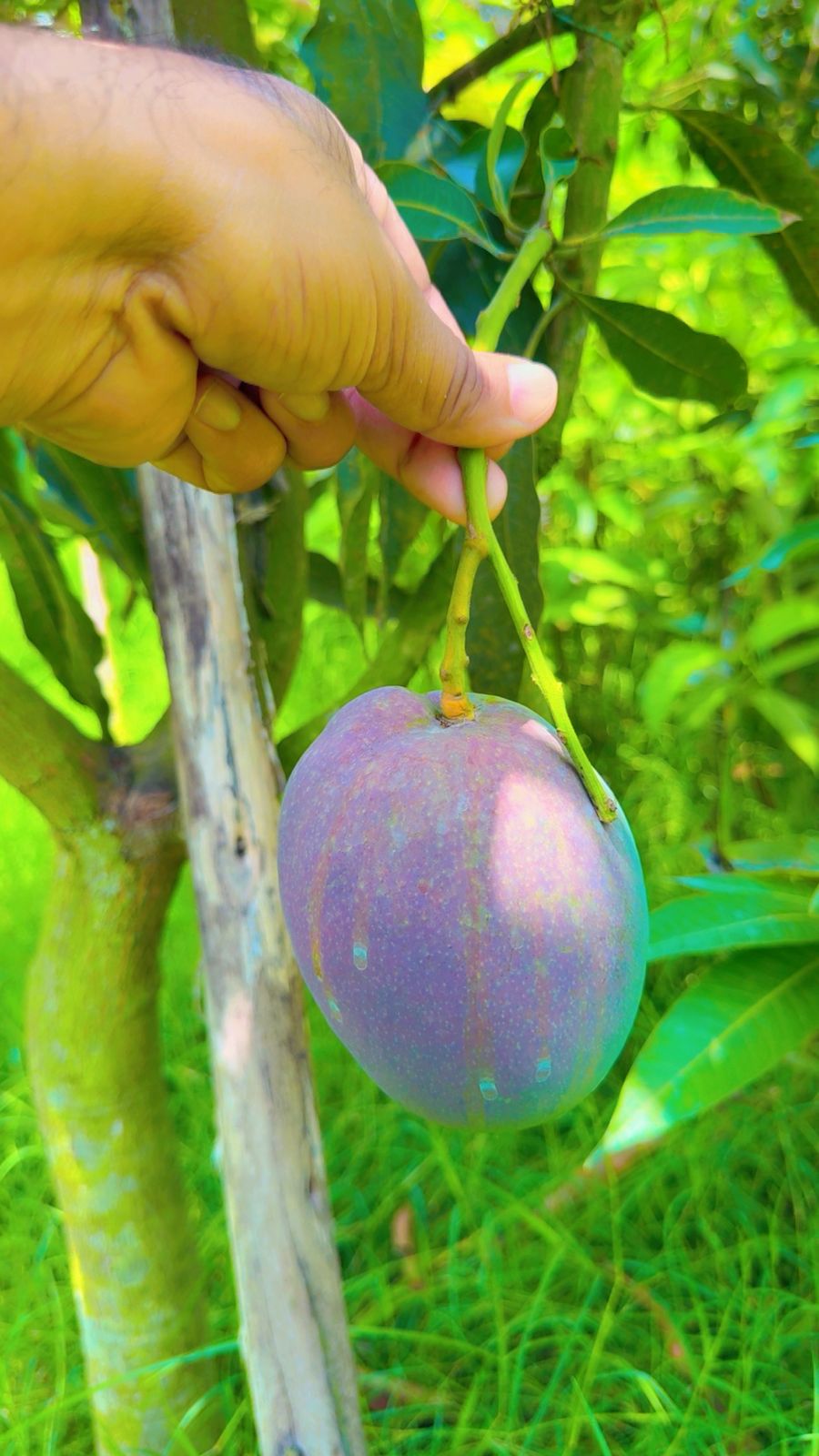 Mango