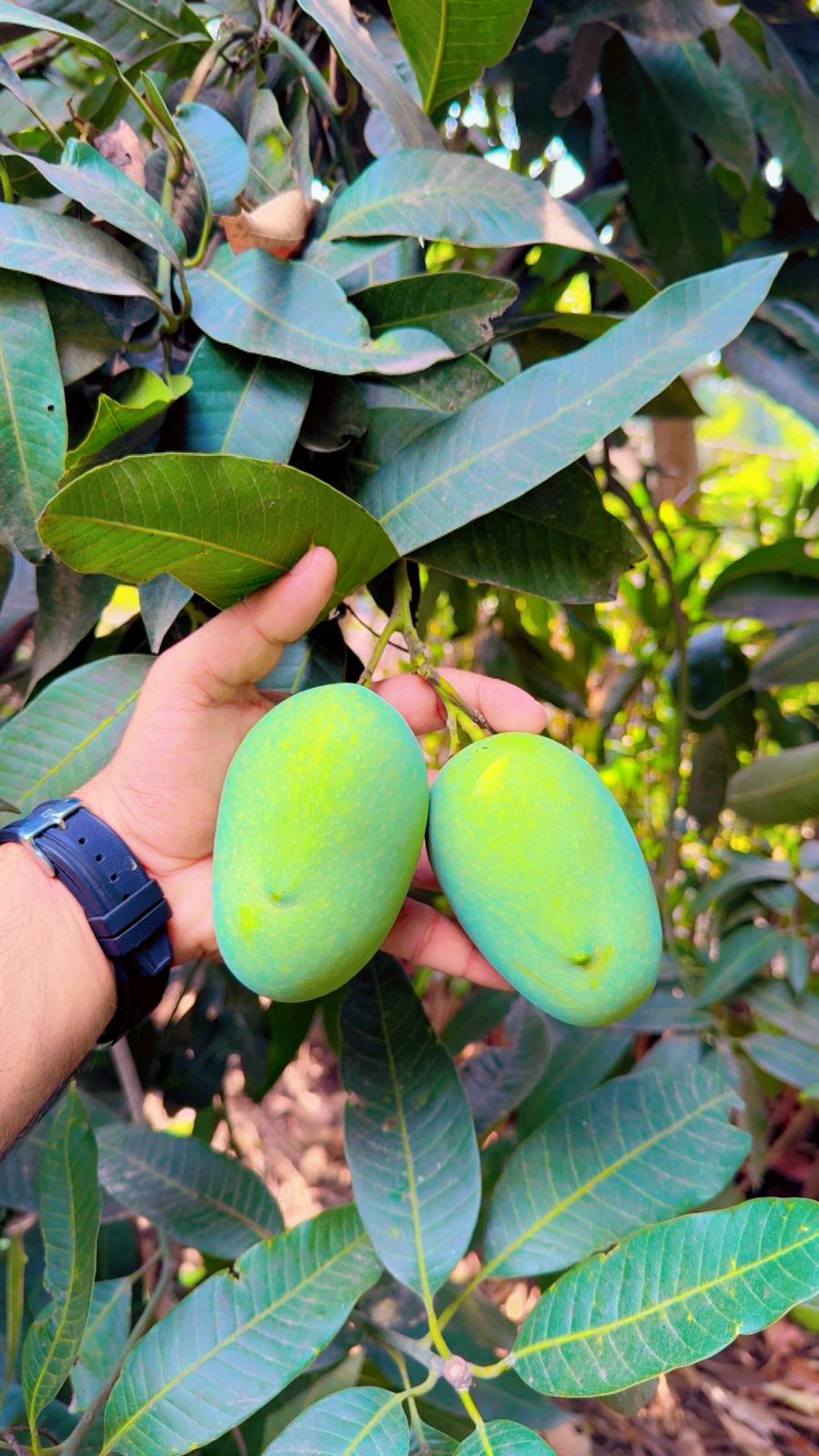 Mango