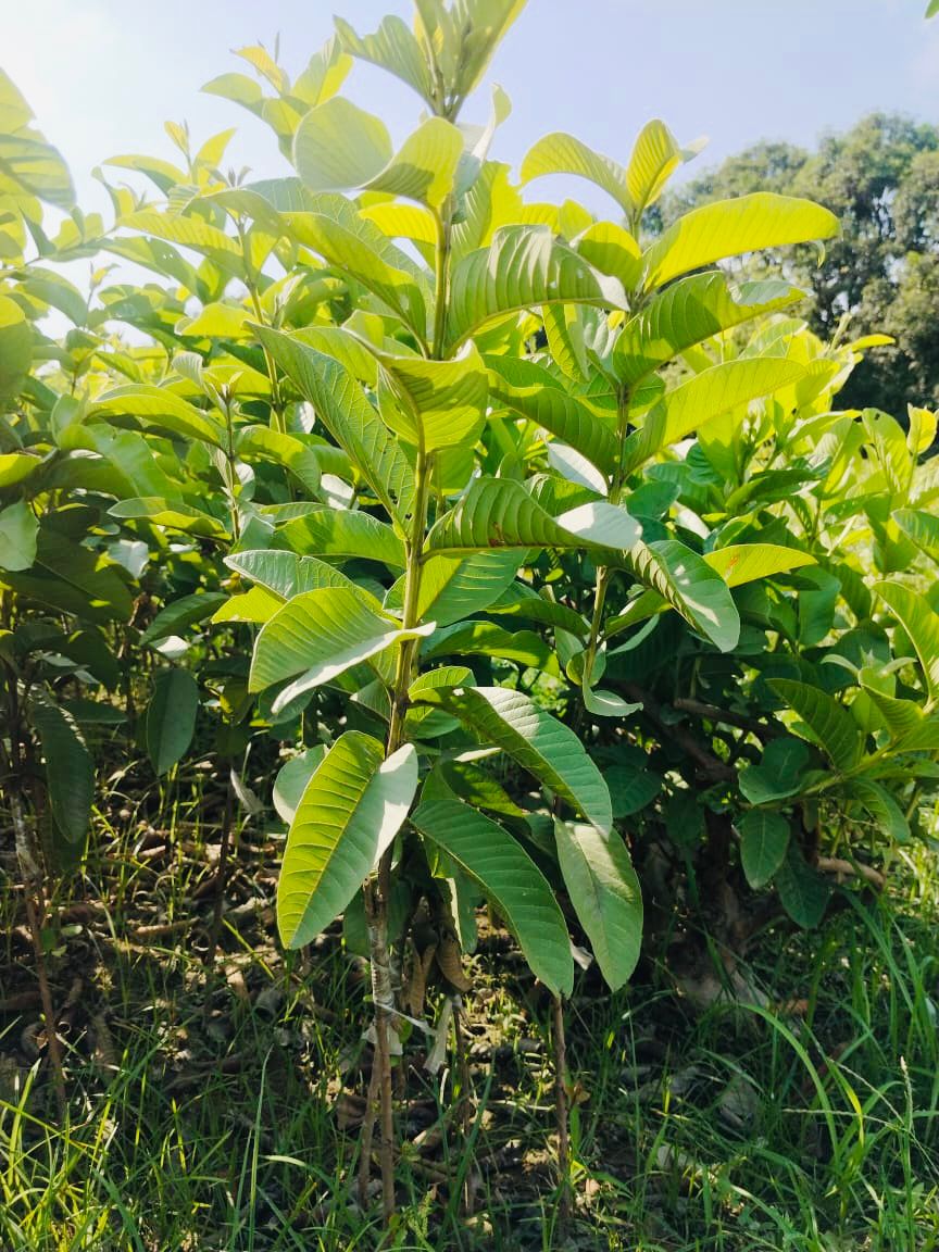 tree