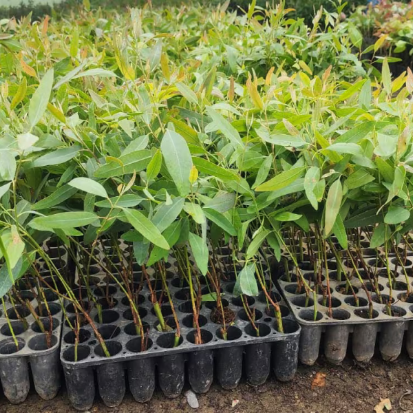 Buy Eucalyptus Plants Online At Wholesale Price