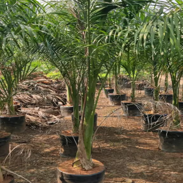 Buy Royal Palm Plants Online At Wholesale Price