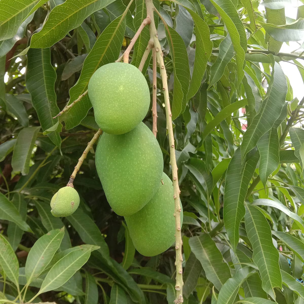 Buy Mongo Plants Online At Wholesale Price
