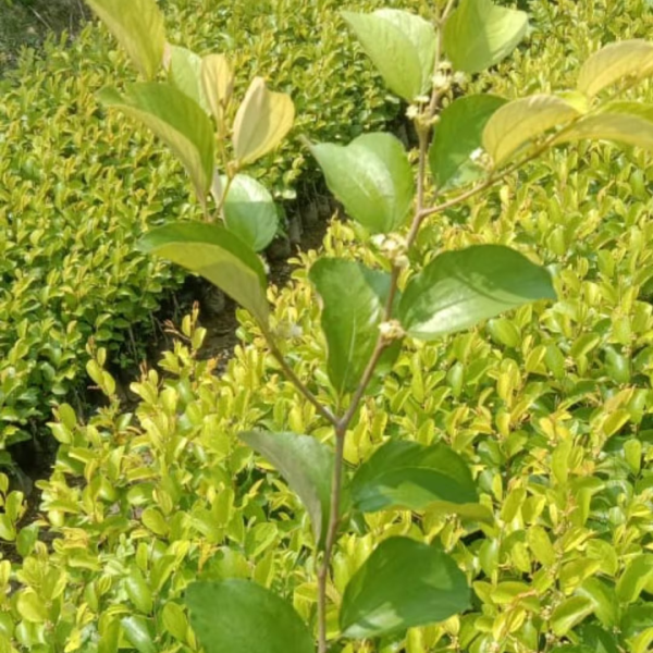 Buy Thai Apple Ber Plants Online At Wholesale Price