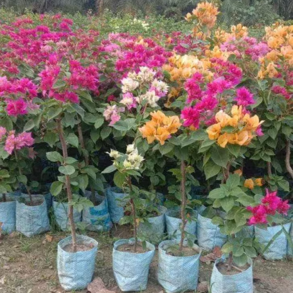 Buy Bogenbeliya Dorf Pot Plants Online At Wholesale Price