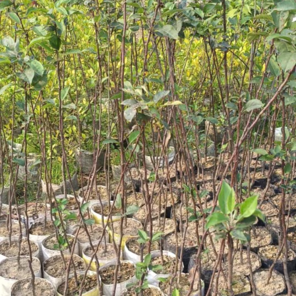 Buy Apple Harman Plants Online At Wholesale Price