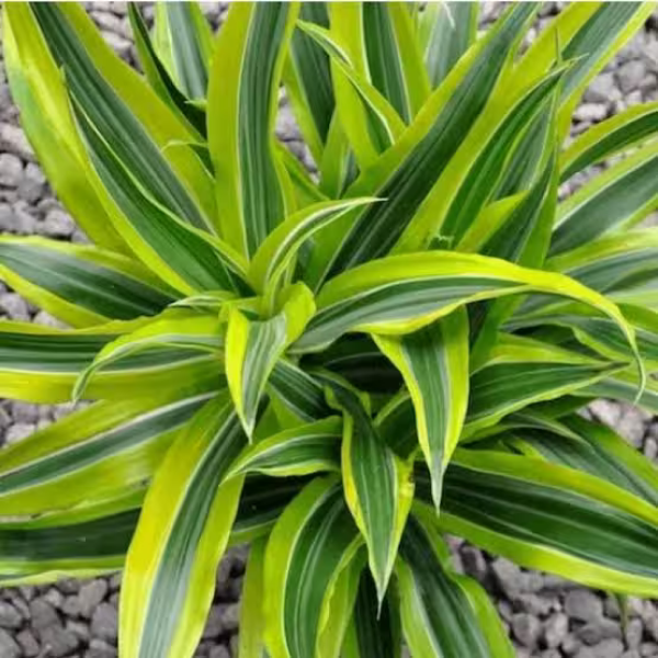Buy Darasina Very Gateted Plants Online At Wholesale Price
