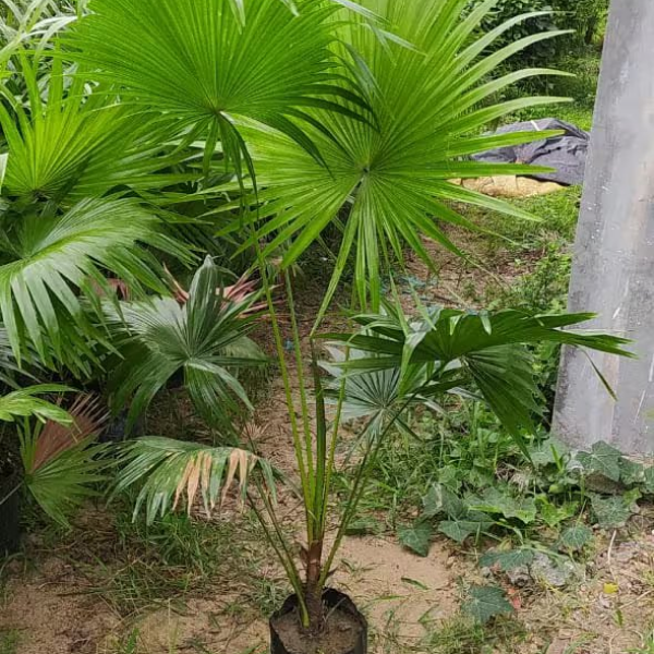 Buy Chaina Palm Plants Online At Wholesale Price