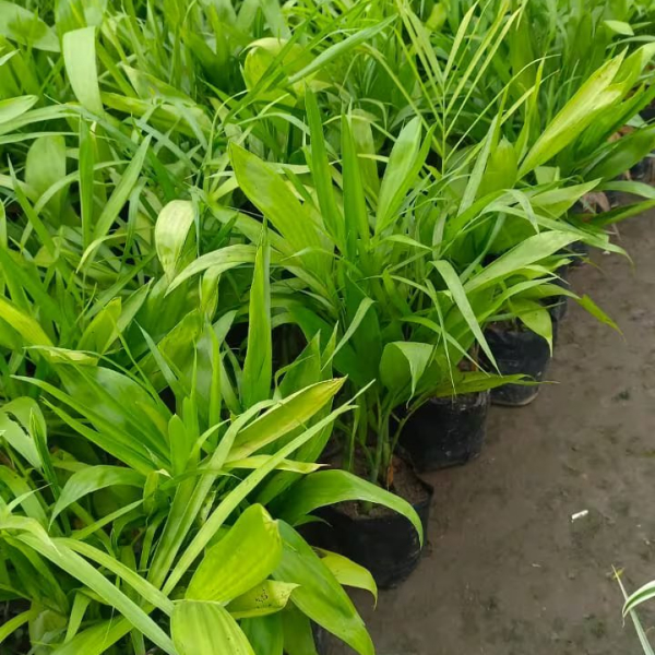 Buy King Palm Plants Online At Wholesale Price