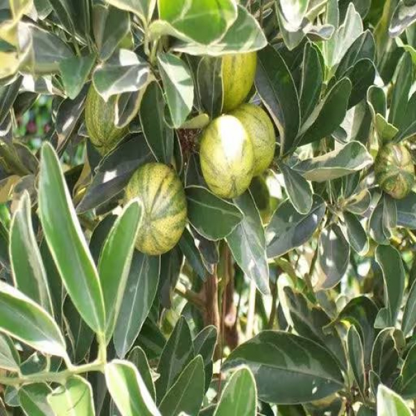Buy Mosambi Very Gateted Plants Online At Wholesale Price