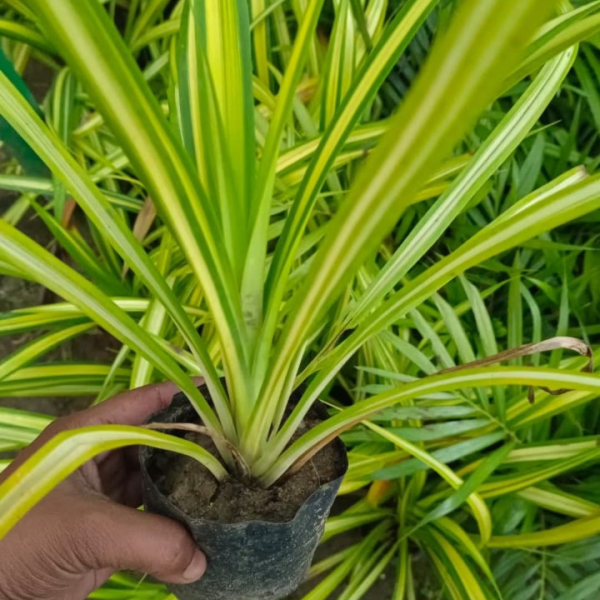 Buy Sansevieria Plants Online At Wholesale Price