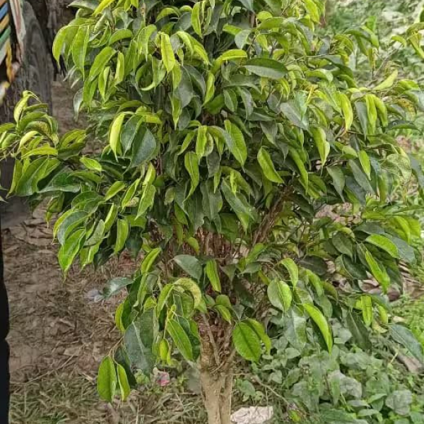 Buy Ficus Palm Plants Online At Wholesale Price