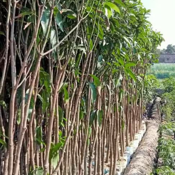Buy Amarpali Plants Online At Wholesale Price