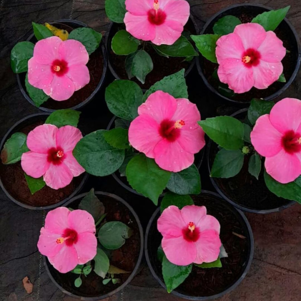 Buy Hibiscus Pink Plants Online At Wholesale Price