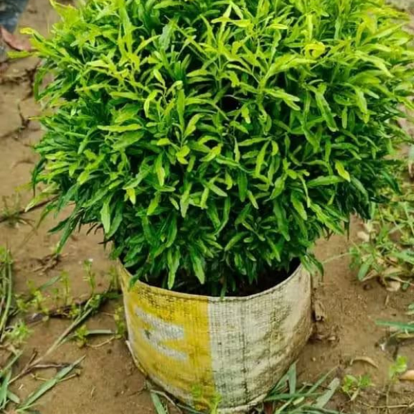 Buy Areliya Plants Online At Wholesale Price