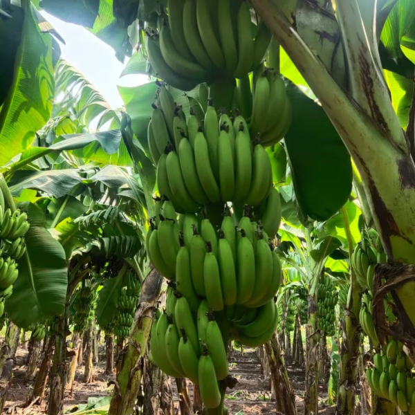 Buy G9 Banana Plants Online At Wholesale Price