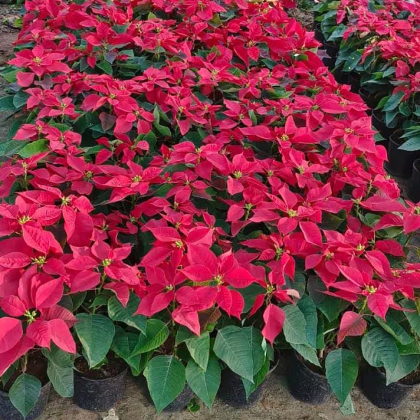 Buy Pansutiya Plants Online At Wholesale Price