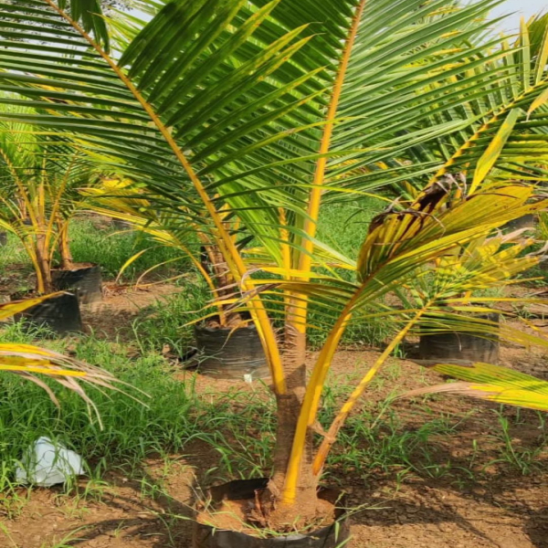 Buy Coconut Golden Plants Online At Wholesale Price