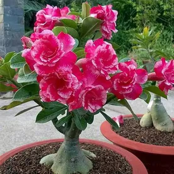 Buy Adenium Grafted Hybrid Plants Online At Wholesale Price
