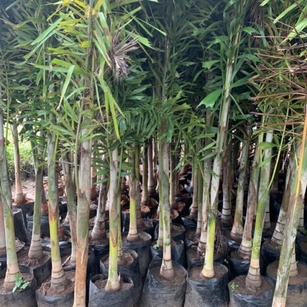 Buy Foxtail Palm Plants Online At Wholesale Price