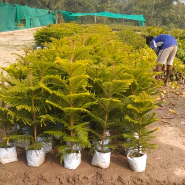 Buy Krishmastree Plants Online At Wholesale Price