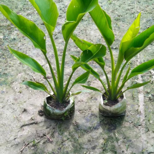 Buy Tevelor Palm Plants Online At Wholesale Price