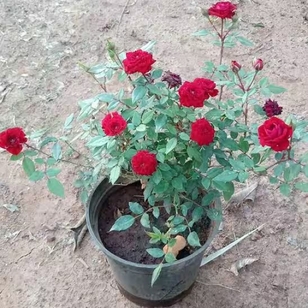 Buy Rose Red Plants Online At Wholesale Price
