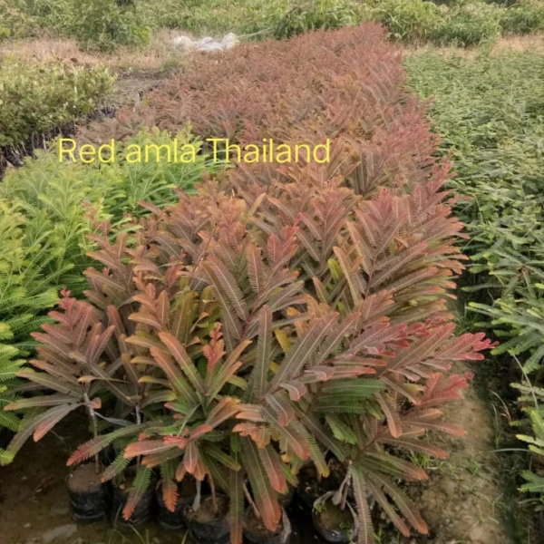 Buy Red Amal Thai Plants Online At Wholesale Price