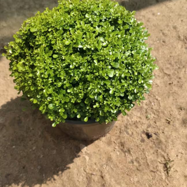 Buy Teblekamni Plants Online At Wholesale Price