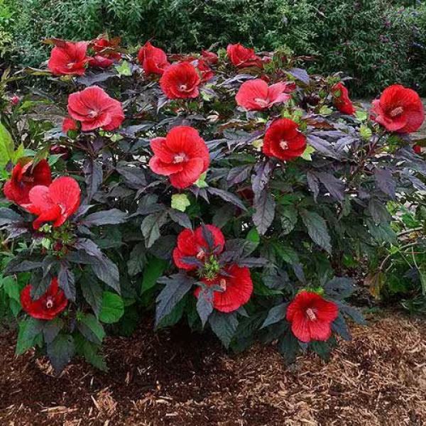 Buy Hibiscus Red Plants Online At Wholesale Price