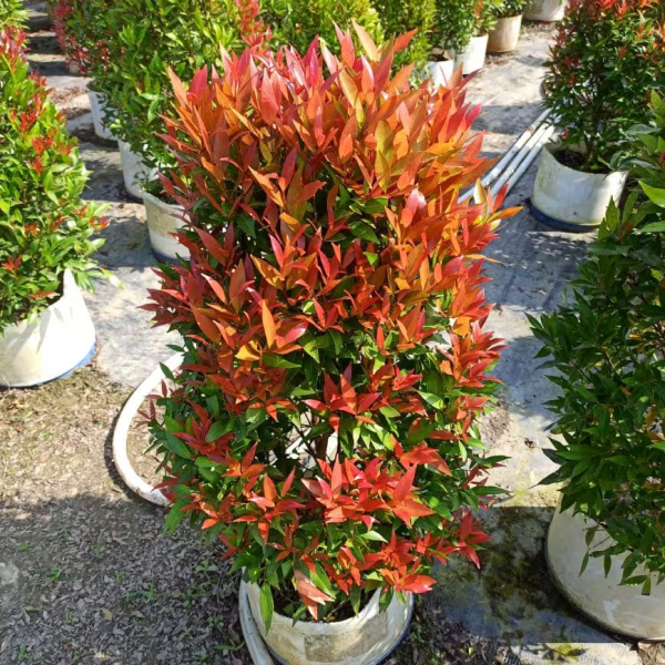 Buy Red Ficus Plants Online At Wholesale Price