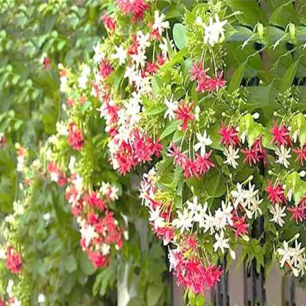 Buy Madhu Malti Kreeper Plants Online At Wholesale Price