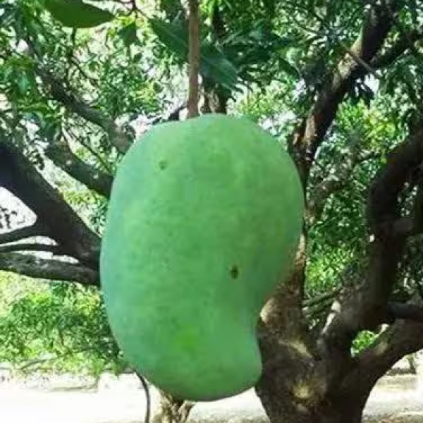 Buy Noorjahan Mango Plants Online At Wholesale Price