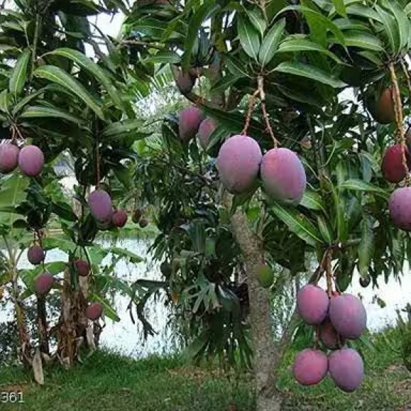 Buy American Palmer Mango Plants Online At Wholesale Price