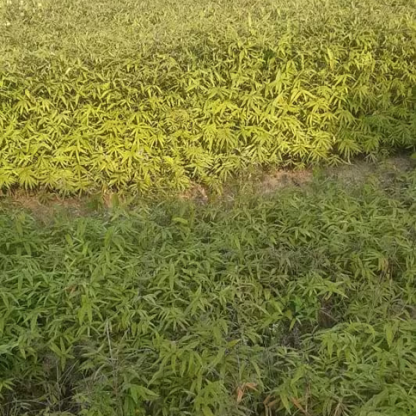 Buy Desi Bamboo Plants Online At Wholesale Price