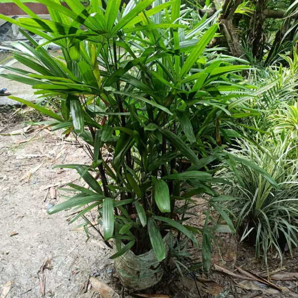 Buy Robis Palm Plants Online At Wholesale Price