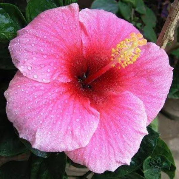 Buy Hibiscus Light Pink and Red Plants Online