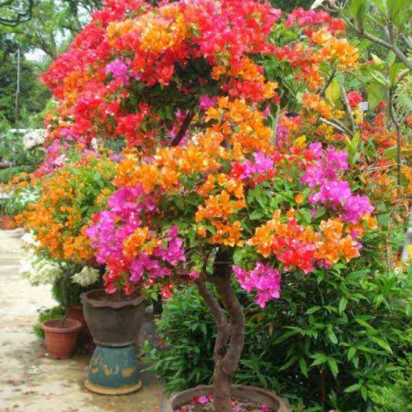 Buy All Colors Bogenbeliya Plants Online At Wholesale Price