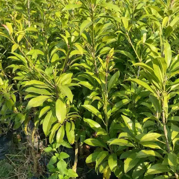 Buy Chiku Plants Online At Wholesale Price