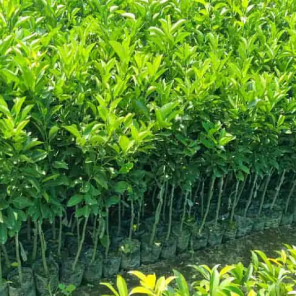 Buy Mosambi Plants Online At Wholesale Price