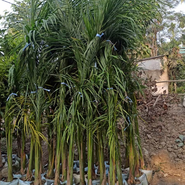 Buy Bottle Palm Plants Online At Wholesale Price