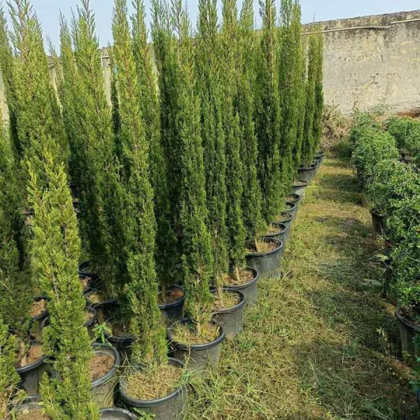 Buy Pencil Pine Plants Online At Wholesale Price