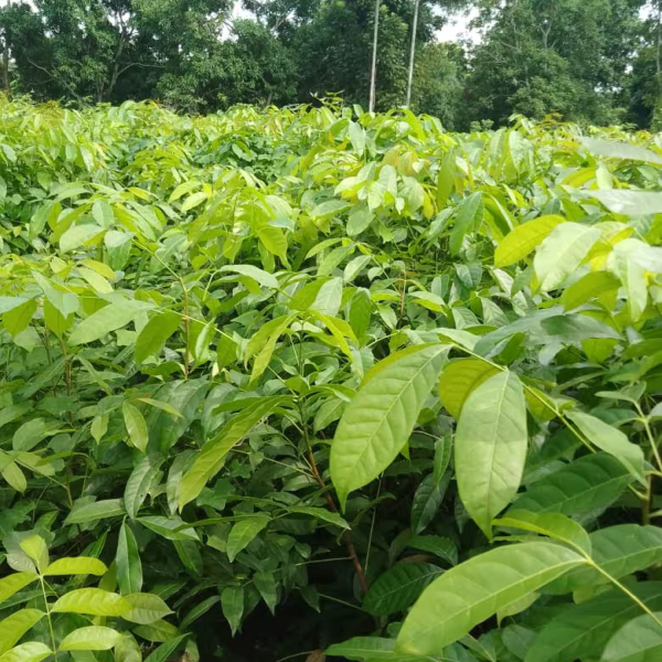 Buy Mohagni Plants Online At Wholesale Price